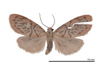 藏品(恆春瑟美苔蛾)的圖片